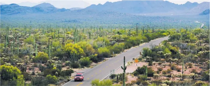  ?? CORTESÍA ARIZONA DAILY STAR ?? Una carretera atraviesa el parque Organ Pipe Cactus, en el desierto de Arizona, calificado como el lugar más peligroso en la frontera entre EE. UU. y México.