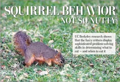  ?? PHOTOS BY ANDA CHU — STAFF PHOTOGRAPH­ER ?? A squirrel searches the ground outside Sproul Hall on the UC Berkeley campus in Berkeley.