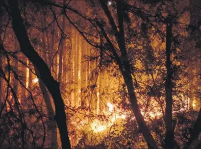  ?? Kent Nishimura Los Angeles Times ?? FLAMES VERSUS FOREST along Big Basin Highway in the Santa Cruz Mountains in Northern California. With people and nature out of whack, we need the equivalent of masks, distancing and herd immunity to manage wildfire’s carnage.