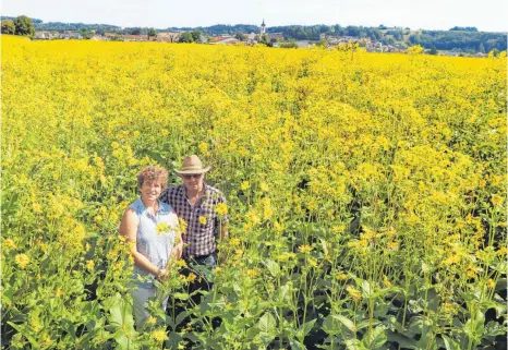  ?? FOTO: ANDREAS SPENGLER ?? Silvi und Hubert Jäckle begutachte­n ihren neuen Stolz: Das blühende Feld mit der durchwachs­enen Silphie in Ummendorf.