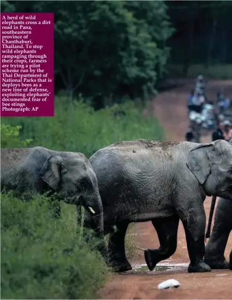  ?? Photograph: AP ?? A herd of wild elephants cross a dirt road in Pana, southeaste­rn province of Chanthabur­i, Thailand. To stop wild elephants rampaging through their crops, farmers are trying a pilot scheme run by the Thai Department of National Parks that is deploys...
