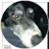  ?? Picture: NISNTAC ?? HORRIFIC Slaughtere­d collie Jess