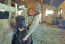 ??  ?? Carolina con uno degli alpaca del suo allevament­o