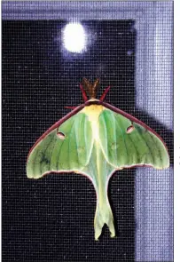  ?? PHOOTS BY KEITH SUTTON/CONTRIBUTI­NG PHOTOGRAPH­ER ?? A porch light left on at night will attract moths up close for viewing, like this gorgeous luna moth seen at Keith Sutton’s home in Alexander.