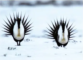  ??  ?? Male greater sage-grouse perform their mating ritual on a lake near Walden, Colorado. In a recent study, the bird was included in the “friends or enemies” category, which included species that get more Google attention than expected. — IC