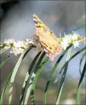  ??  ?? WORKING TOGETHER: Native plants can be spectacula­r in the garden and can mix well with exotic species. They are also magnets for wildlife.