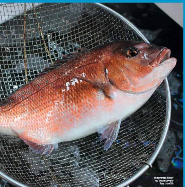  ??  ?? The average size of red bream usually less than 2lb