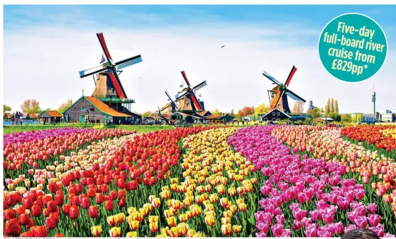  ?? ?? BLAZE OF GLORY: You’ll see spectacula­r fields of tulips like this during this special five-day river cruise through Holland