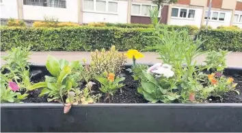  ??  ?? Colourful Halfway residents are delighted with the new flower boxes on Main Street