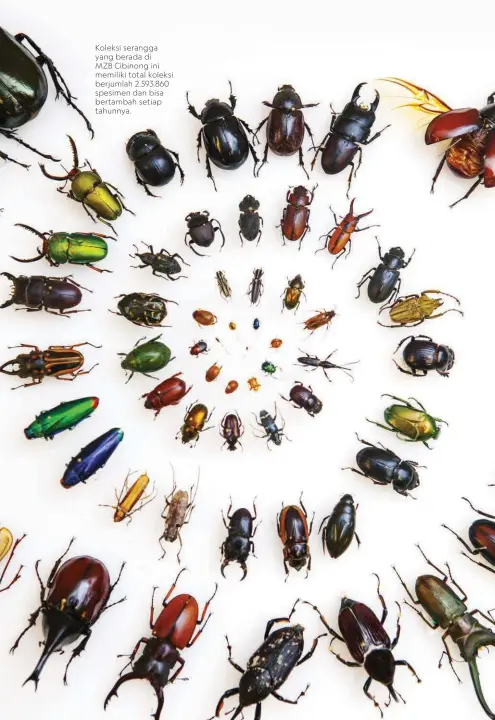 ??  ?? Koleksi serangga yang berada di
MZB Cibinong ini memiliki total koleksi berjumlah 2.593.860 spesimen dan bisa bertambah setiap tahunnya.