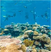  ?? DREAMTIME DIVE & SNORKEL ?? Snorkelers explore the Great Barrier Reef during an excursion in Australia.