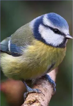  ??  ?? The Blue Tit is a very common garden bird.