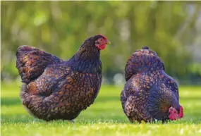  ??  ?? A couple of hens can turn a boring backyard into a free-range “pasture!”