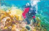  ?? MARC-ANDRÉ BERNIER/PARKS CANADA IMAGE ?? Parks Canada’s underwater archaeolog­y team investigat­es HMS Erebus in Nunavut.