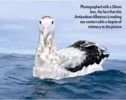  ??  ?? Photograph­ed with a 28mm lens, the fact that this Antipodean Albatross is making eye contact adds a degree of intimacy to the picture