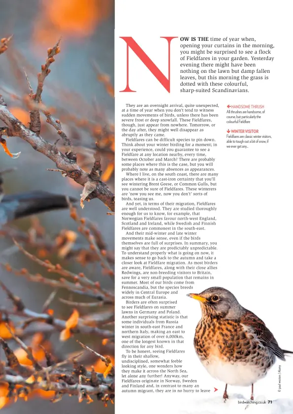  ??  ?? HANDSOME THRUSH All thrushes are handsome, of course, but particular­ly the colourful Fieldfare
WINTER VISITOR Fieldfares are classic winter visitors, able to tough out a bit of snow, if we ever get any...