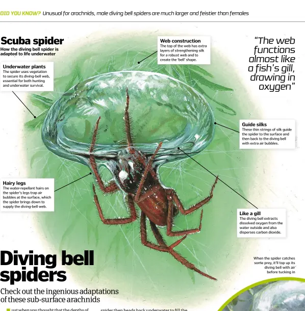  ??  ?? When the spider catches some prey, it’ll top up its diving bell with air before tucking in