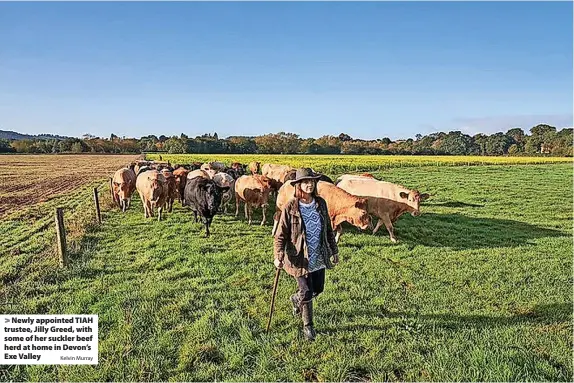  ?? Kelvin Murray ?? > Newly appointed TIAH trustee, Jilly Greed, with some of her suckler beef herd at home in Devon’s Exe Valley