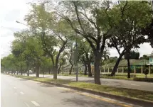  ??  ?? LIGHT TOUCH: Below, tamarind trees on Si Ayutthaya Road remain intact after pruning.