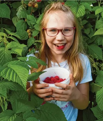  ?? Foto: Ingrid Strohmayr ?? Süße Früchtchen: Juliane Reiter, neun, hat Spaß beim Himbeerpfl­ücken auf einem Feld in Stadtberge­n.