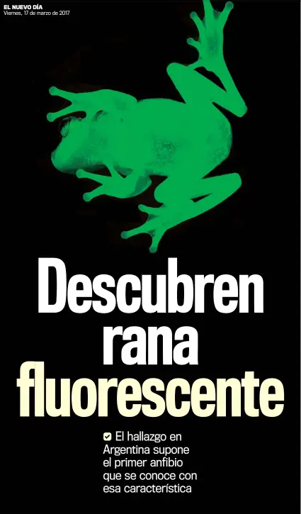  ??  ?? Aunque ya se conocía la especie Hypsiboas punctatus, no se conocían sus propiedade­s de fluorescen­cia.