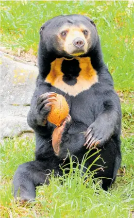  ?? Photo / Supplied ?? Wellington zookeepers take no risks with Sasa the sun bear’s sharp claws and formidable set of teeth.