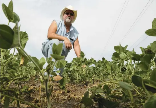  ?? ANTONIO PEREZ/CHICAGO TRIBUNE ?? Farmer Ray Dettmering checks a soybean field on July 22 in Will County. Dettmering uses sludge from the Metropolit­an Water Reclamatio­n District as fertilizer.