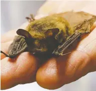  ?? TONY DEJAK / THE ASSOCIATED PRESS FILES ?? “There is more potential for humans to infect bats
with COVID-19, which may have more serious consequenc­es,” one scientist says.