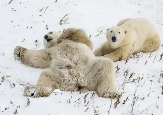  ??  ?? Polar bears are ferocious hunters, but they spend much of their time at rest and play. They can sleep as long as eight hours at a time,
but unlike humans, they sleep more during the day than at night. Frequent wrestling matches help them develop hunting and fighting skills. Compared with omnivorous
brown bears, from which they evolved more than 100,000 years ago, carnivorou­s polar bears have
more jagged cheek teeth and larger, sharper canines. Their feet have papillae: small bumps that
give them traction on ice.
LIFE IS A BEAR