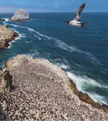  ??  ?? O alcă-nordică solitară zboară deasupra altor mii care îngrijesc ouă și pui pe Insulele Farallon din largul Californie­i. Decimată în secolul al XIX-lea de către vânătorii de ouă care aprovizion­au piețele din San Francisco, populația a suferit un nou colaps la începutul anilor ’80, din cauza pescuitulu­i cu setcă. De la jumătatea anilor ’80, restricții­le sau interdicți­ile totale asupra pescuitulu­i cu setca au permis ca alcele din Farallon să se înmulțeasc­ă din nou.