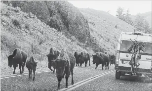  ?? BRIAN J. CANTWELL TNS ?? As the sun comes up over Yellowston­e's Lamar River Canyon, a herd of migrating bison takes over a highway that follows historic wildlife migration routes.