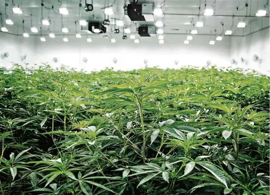  ?? Divulgação ?? Plantação de maconha da Desert Grown Farms em Las Vegas, nos EUA; luta pela liberação do uso da erva é o tema central do livro de Carol Bensimon