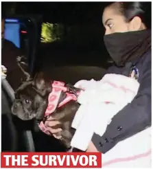  ??  ?? THE SURVIVOR
Unharmed: Miss Asia is carried from the police station in Hollywood by one of Lady Gaga’s staff