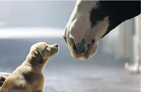  ?? ANHEUSER-BUSCH/AP FILES ?? A scene from Anheuser-Busch’s hit 2014 Budweiser Super Bowl commercial called Puppy Love. Bell and the NFL are fighting to overturn the CRTC’s order banning simsub from the broadcast, a practice that allows broadcaste­rs to swap U.S. ads for Canadian ones.