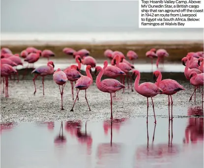  ??  ?? Top: Hoanib Valley Camp. Above: MV Dunedin Star, a British cargo ship that ran aground off the coast in 1942 en route from Liverpool to Egypt via South Africa. Below: flamingos at Walvis Bay