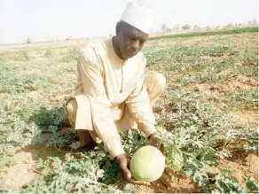  ?? ?? A farmer on his water melon farm