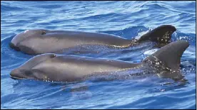  ?? AP ?? File photo shows a hybrid between a melon-headed whale and a rough-toothed dolphin swimming next to a dolphin near Kauai, Hawaii.