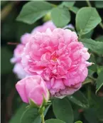  ??  ?? 1 Die Englische Rose ‘Heritage’ bezirzt durch betörenden Duft. 2 Reich an Blüten gefüllt, präsentier­t sich die ‘Duchesse de Montebello’. 3 Wie im rosa Nadelstrei­fenanzug, die ‘Rosa Mundi’. 4 Die alte Sorte ‘Maiden’s Blush’ in voller Pracht.
