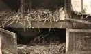  ?? Photograph: Supplied image ?? Thumper (right) and Chester in their hutch with a kitten in the background.