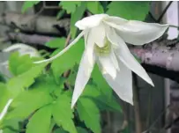  ??  ?? Once establishe­d, clematis will be able to cover a wrought iron trellis. It usually takes a few years after planting.