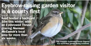  ??  ?? This exquisite Eyebrowed Thrush lingered in a north Kent garden during lockdown.
Eyebrowed Thrush: north Kent, 14 January-3 March 2021