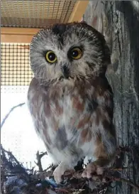  ?? Courtesy New Mexico Wildlife Center ?? One of the many animals rescued and rehabilita­ted at the New Mexico Wildlife Center.