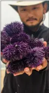  ?? ?? Kondo shows off purple sea urchin that he harvested from the ocean.