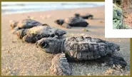  ??  ?? SCHÜTZENSW­ERT Baby-Schildkröt­en krabbeln über den Grande Anse Beach