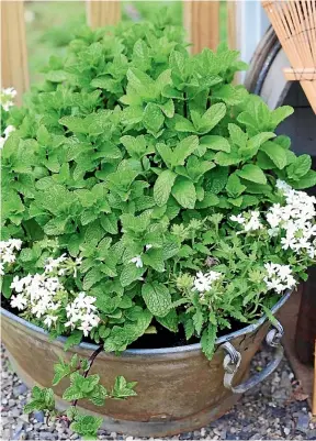  ?? PICTURES: SALLY TAGG, HAANA HOWARD ?? From left: Mint in a metal planter; thyme looks pretty in this terracotta pot; and basil thrives in its potted home.