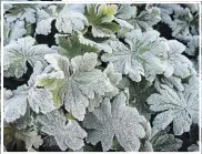  ??  ?? Big-root geraniums (Geranium macrorrhiz­um) with deeply scalloped leaves coated with tiny ice crystals — the patch is a study of texture and form. Cold nights will turn the evergreen leaves red and orange for the winter.