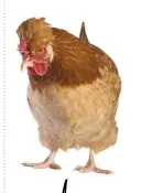  ??  ?? The Austrian Sulmtaler chicken is a good dual-purpose breed.