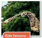  ??  ?? Elite Falconry