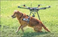  ??  ?? Redog, a Swiss rescue dog organizati­on, is reporting encouragin­g results after working with drones for a year to facilitate search and rescue missions.