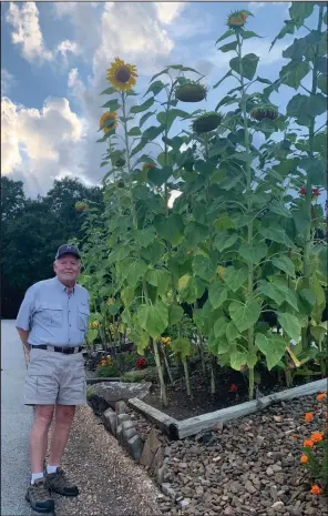  ?? (Special to NWA Democrat-Gazette/Sally Carroll) ?? Brent Smith shows off the sunflowers he has planted, watered and cared for since mid-April. The sunflowers are located outside Riordan Hall.